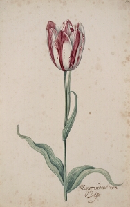 Great Tulip Book: Morgensterre Van Delft