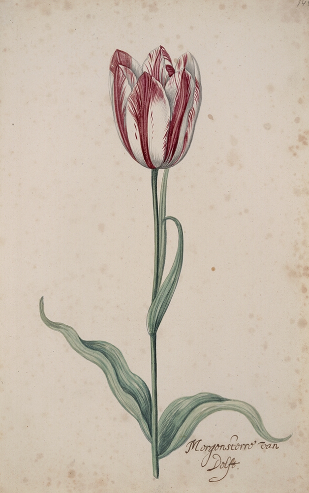 A detailed watercolor of a white tulip with burgundy (dark reddish-purple) striations. In the lower right corner, an inscription of the tulip variety
