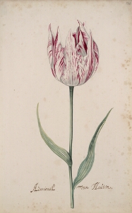 Great Tulip Book: Admirael Van Houten