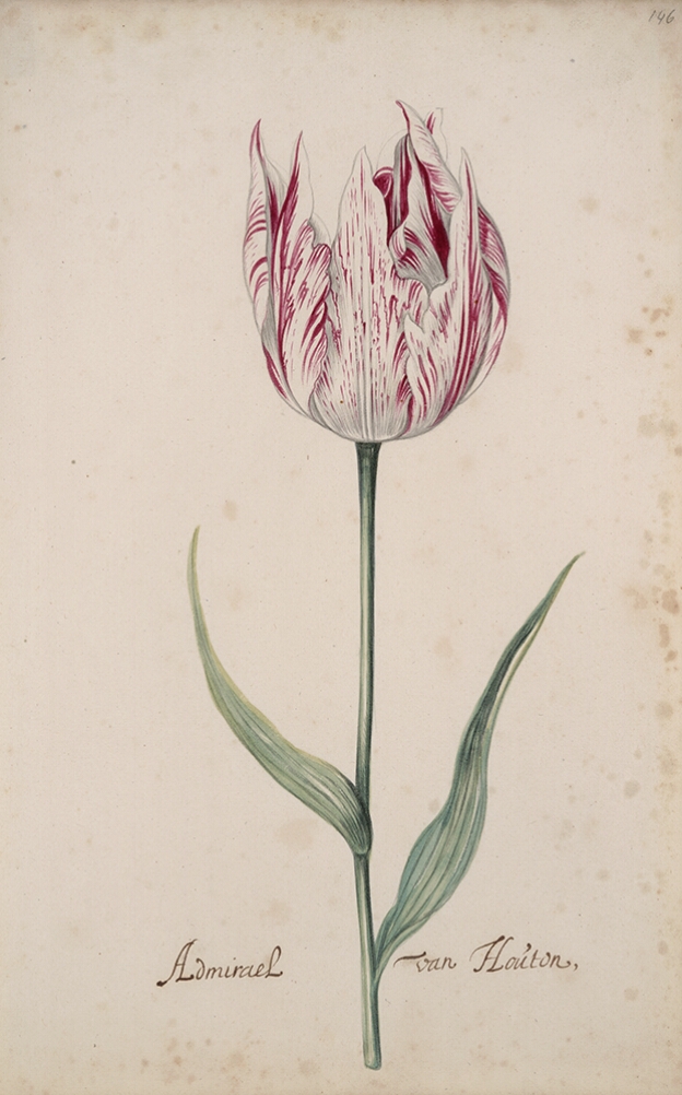 A detailed watercolor of a white tulip with crimson (dark red) striations. At the bottom, an inscription of the tulip variety
