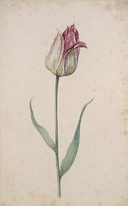 Great Tulip Book: without name