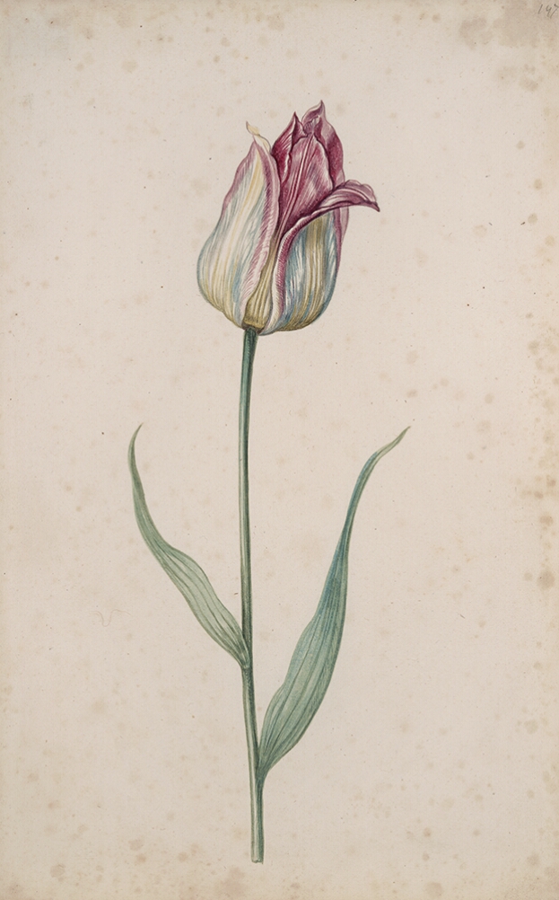 A detailed watercolor of a closed tulip with yellowish-blue petals with burgundy (dark reddish-purple) edges
