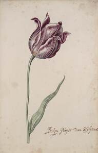 Great Tulip Book: Bruyn Purper Van Schilpdroost