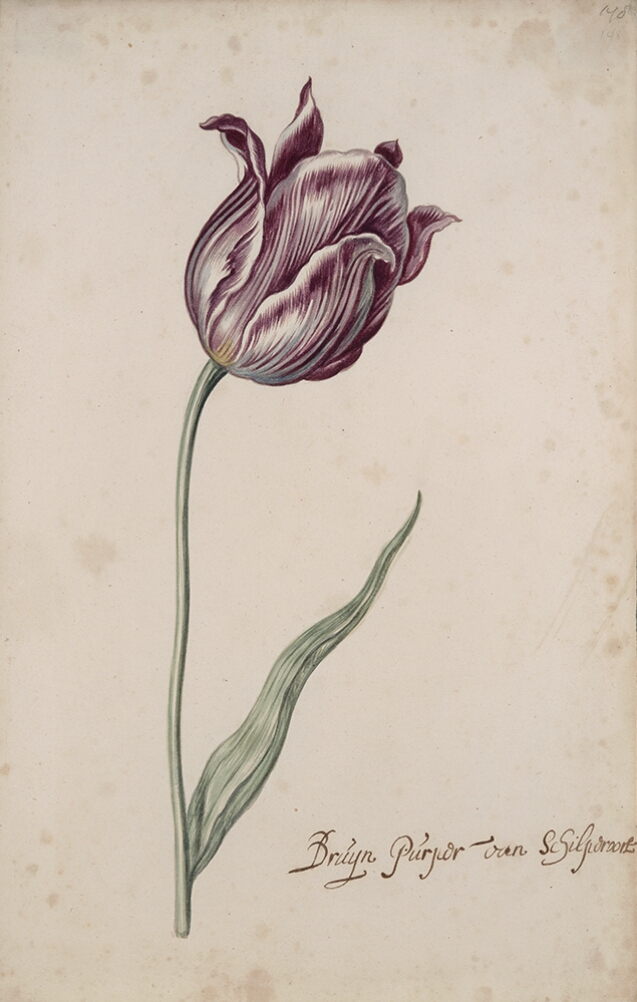 A detailed watercolor of a tulip with white and purple striations. In the lower right corner, an inscription of the tulip variety