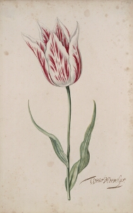 Great Tulip Book: Witte Mervelije