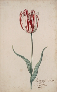 Great Tulip Book: Admirael Vander Heijde