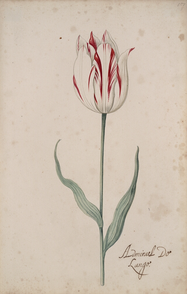 A detailed watercolor of a white tulip with subtle crimson (dark red) striations. In the lower right corner, an inscription of the tulip variety