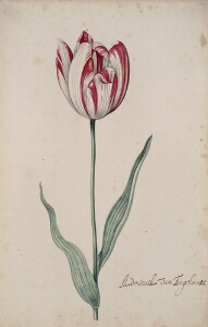 Great Tulip Book: Admirael Van Engelant