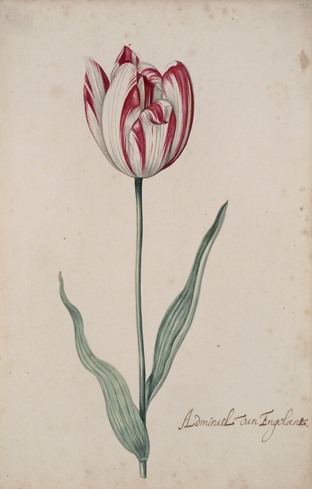 A detailed watercolor of a white tulip with crimson (dark red) striations, with a petal beginning to unfurl. In the lower right corner, an inscription of the tulip variety