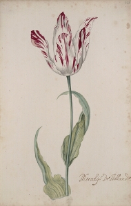 Great Tulip Book: Mervelije de Hollande