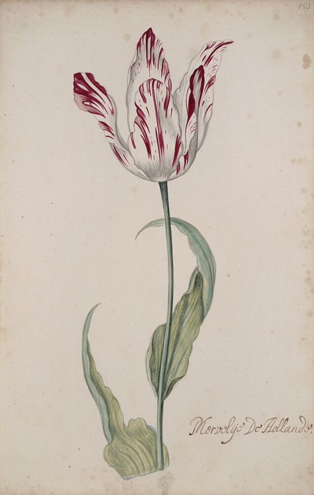 A detailed watercolor of an opening white tulip with burgundy (dark reddish-purple) striations. In the lower right corner, an inscription of the tulip variety