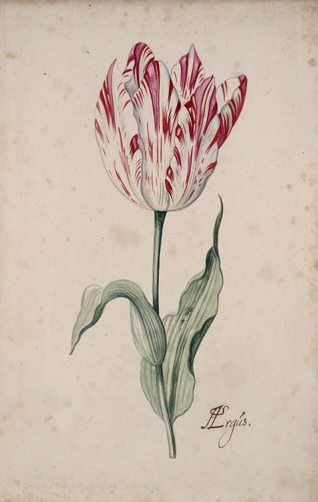 A detailed watercolor of a white tulip with crimson (dark red) striations. In the lower right corner, an inscription of the tulip variety