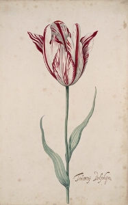 Great Tulip Book: Tournoij Dolphijn