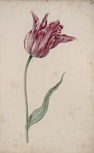 Great Tulip Book: Untitled