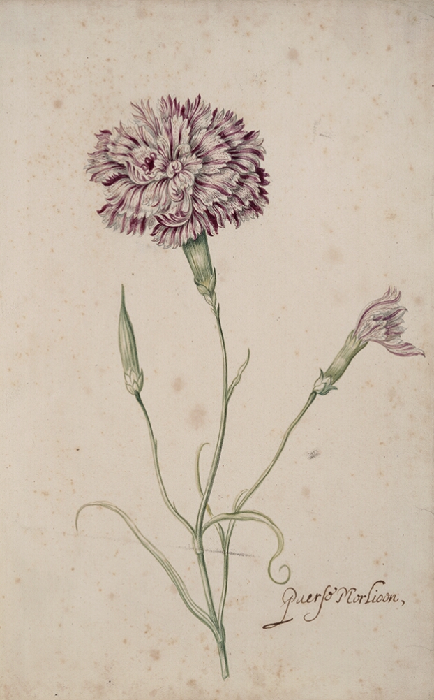 A detailed watercolor of a carnation with white and purple striations and two buds. In the lower right corner, an inscription of the tulip variety