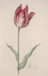 Great Tulip Book: Katrijn