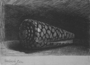 The Shell (Conus Marmoreus)