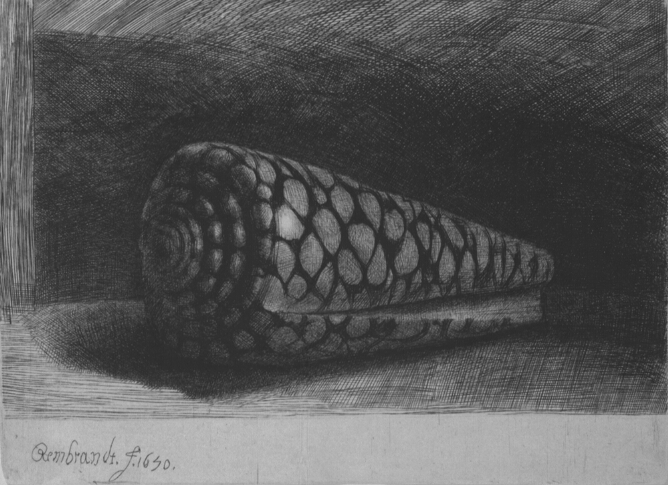 A black and white print of a cone-shaped shell with a pattern of rounded markings