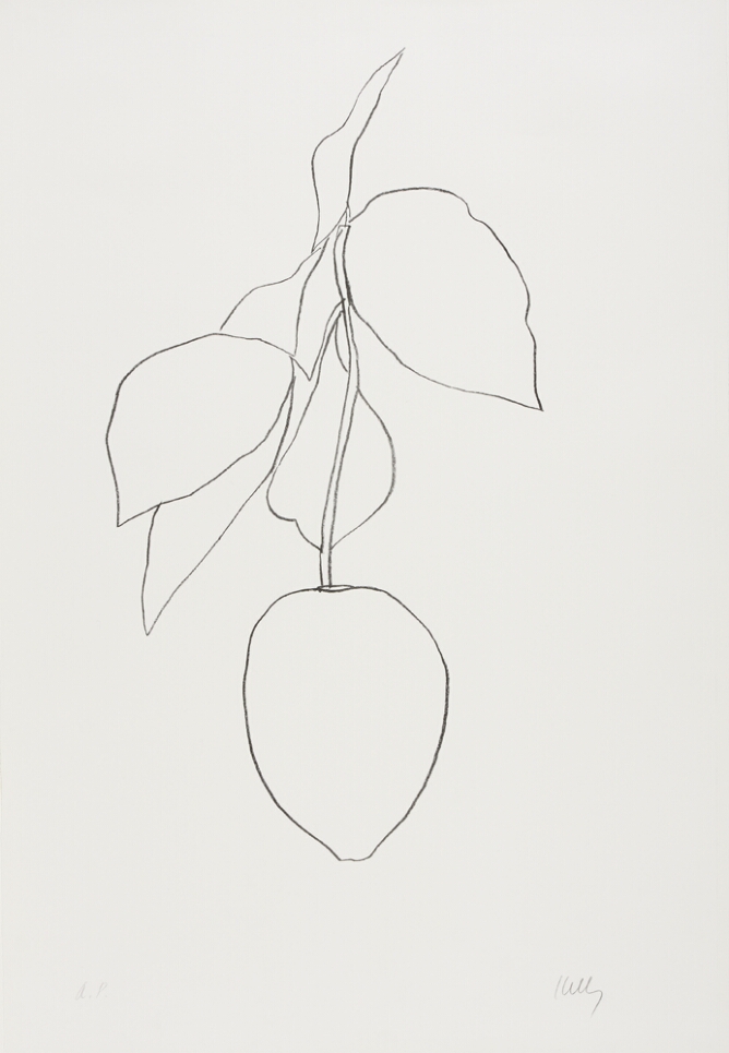 A black and white print of a citron hanging from a stem with a cluster of leaves, using minimal lines