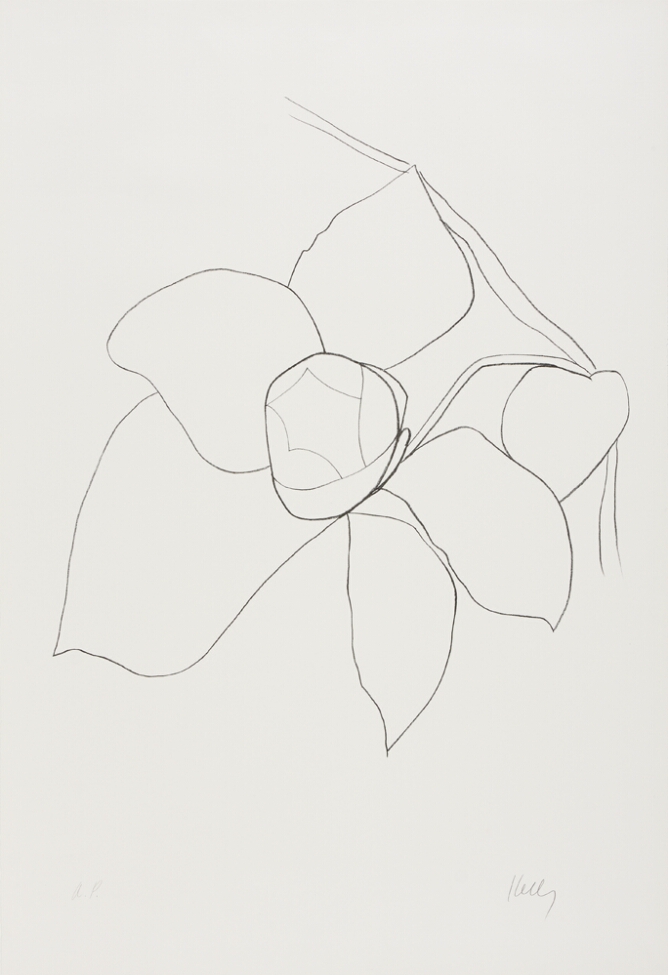 A black and white abstract print of a camellia bud with surrounding leaves and stem, using minimal lines