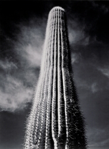 Saguaro Cactus, Sunrise, Arizona