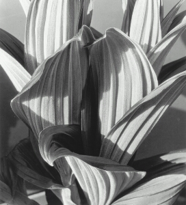 Glacial Lily (False Hellebore)