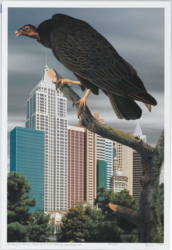 Auduboniana: Turkey Vulture, New York NY Casino, Las Vegas, NV