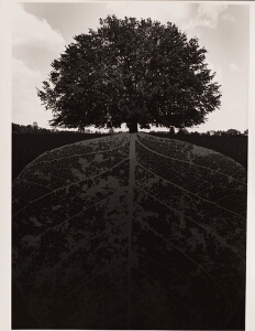 Untitled (Tree with roots)