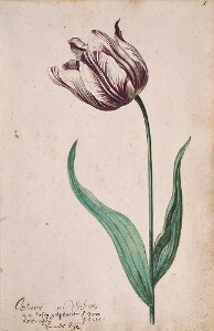 Great Tulip Book: Viceroy