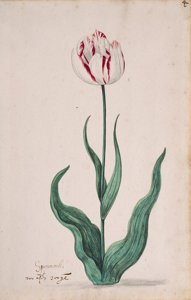 A detailed watercolor of a white tulip with crimson (dark red) edges. In the lower left corner, an inscription of the tulip variety