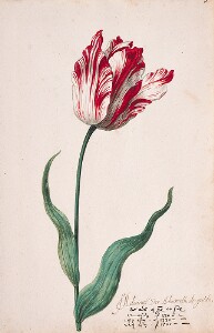 Great Tulip Book: Admirael Der Admiraels de Gouda