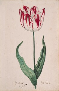 Great Tulip Book: Den Admirael de France