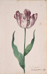 Great Tulip Book: De Saeijblom