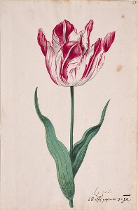 Great Tulip Book: La Grand'