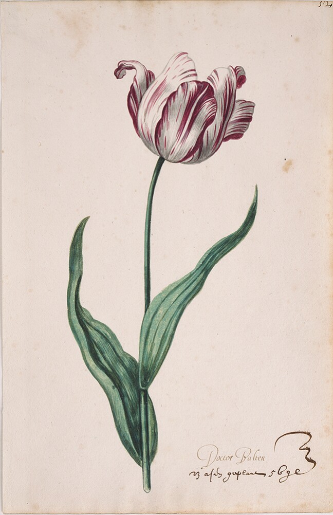 A detailed watercolor of a white tulip with purple striations, with petals beginning to unfurl. In the lower right corner, an inscription of the tulip variety