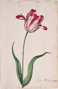 Great Tulip Book: Terson (Treslong)