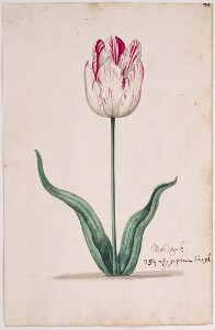 Great Tulip Book: Molswyck