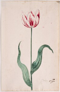 Great Tulip Book: Pronkert