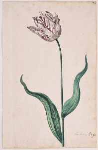 Great Tulip Book: Ottho de Man