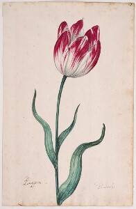 Great Tulip Book: Paragoen Blienburrch