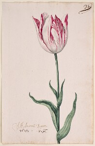 Great Tulip Book: Admirael Bogart