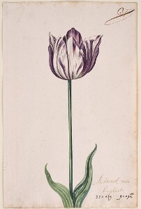 Great Tulip Book: Admirael Van Engelant