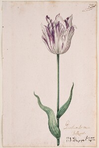 Great Tulip Book: Gevlamde Van Boskaert