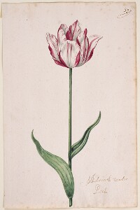 Great Tulip Book: Admirael Vander Poel