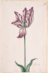 Great Tulip Book: Anvers