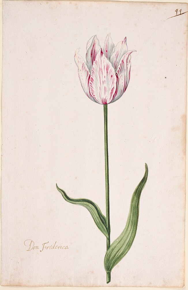 A Tulip Book: Don Friderico
