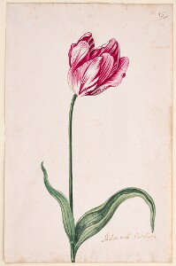 Great Tulip Book: Admirael Catolijn