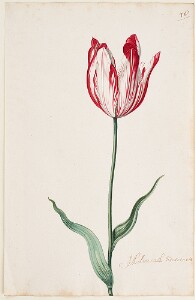 Great Tulip Book: Admirael Secretaris