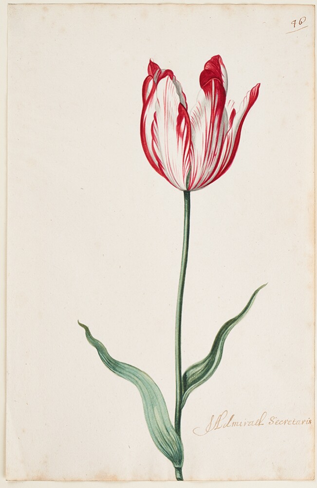 A Tulip Book: Admirael Secretaris