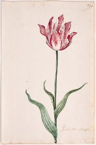 Great Tulip Book: Prince Van Orangie